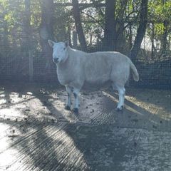 North Country Cheviot Aged Ram