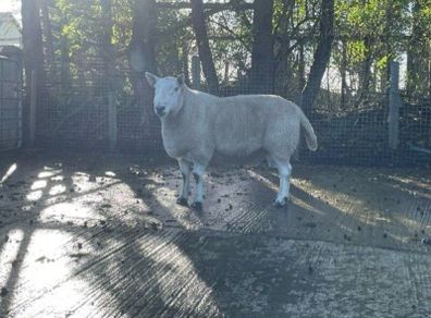 North Country Cheviot Aged Ram