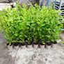 Griselinia Hedging Image 2