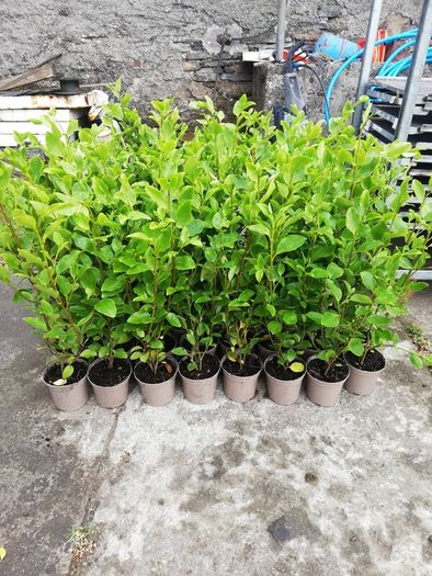Griselinia Hedging
