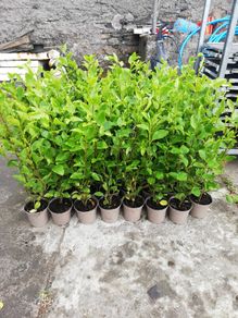 Griselinia Hedging