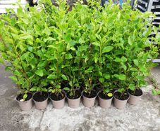 Griselinia Hedging