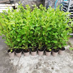 Griselinia Hedging