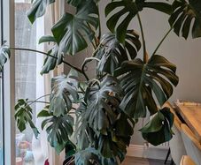 6ft Monstera