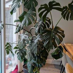 6ft Monstera