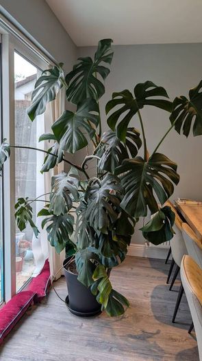 6ft Monstera