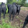 Pedigree Angus Bulls Image 8