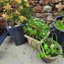 Garden pots Image 4