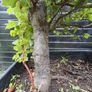 Beech tree Image 5