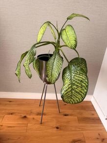Large Dieffenbachia Indoor Plant + Metal Standing Planter