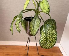 Large Dieffenbachia Indoor Plant + Metal Standing Planter