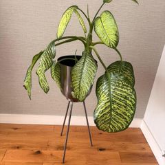 Large Dieffenbachia Indoor Plant + Metal Standing Planter