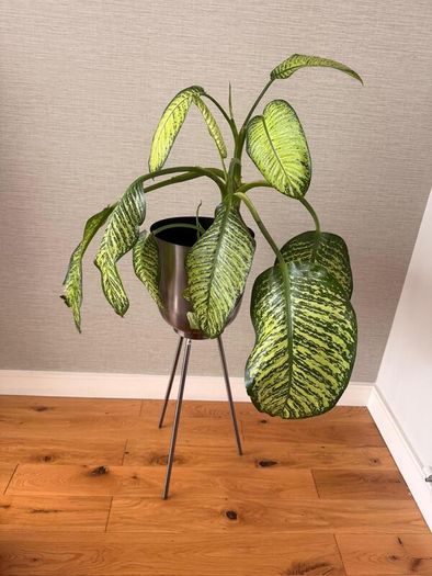Large Dieffenbachia Indoor Plant + Metal Standing Planter
