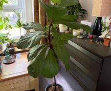 Ficus lyrata plant