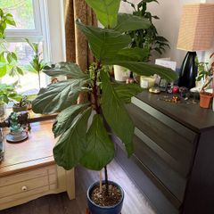Ficus lyrata plant