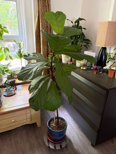 Ficus lyrata plant