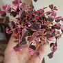 Oxalis vulcaniola Crazy Plum Image 2