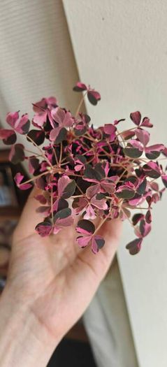 Oxalis vulcaniola Crazy Plum