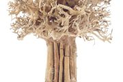 Bonsai Tree Baobab Style Large