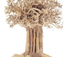Bonsai Tree Baobab Style Large