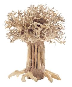 Bonsai Tree Baobab Style Large