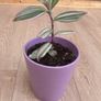 Nanouk plant in mauve pot Image 2