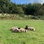 Fully organic store ewe lambs Image 3