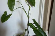 Philodendron paraiso verde plant