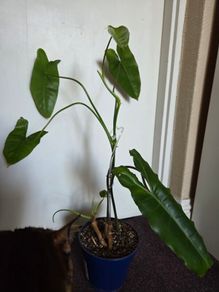 Philodendron paraiso verde plant