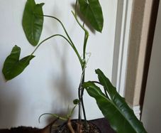 Philodendron paraiso verde plant