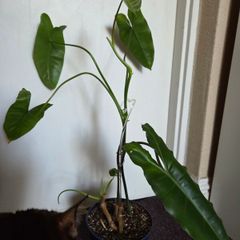 Philodendron paraiso verde plant
