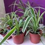 Spider plant Image 2