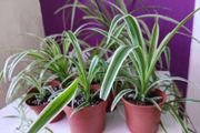 Spider plant