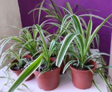 Spider plant