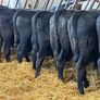 15 Aberdeen Angus Weanling Bulls Image 6