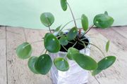 Chinese Money Plant - Pilea peperomioides