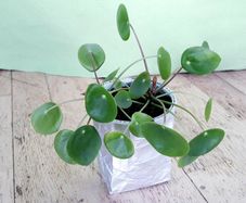 Chinese Money Plant - Pilea peperomioides