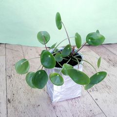 Chinese Money Plant - Pilea peperomioides