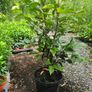 Portuguese Laurel Hedging Image 8
