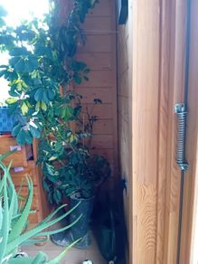 Mature Umbrella Plant