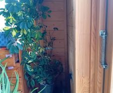 Mature Umbrella Plant