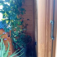 Mature Umbrella Plant