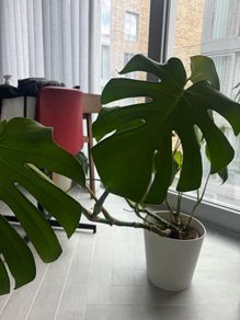 Large Monstera Deliciosa + Pot