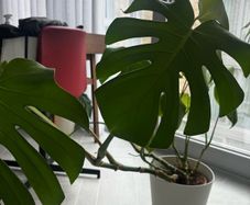 Large Monstera Deliciosa + Pot