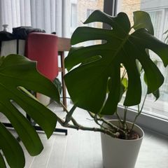 Large Monstera Deliciosa + Pot