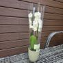 Double stem white orchid plant with ceramic pot Image 4