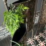 Fluer de lis verde planters Image 5