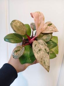 No.2 Philodendron Red Congo Dwarf