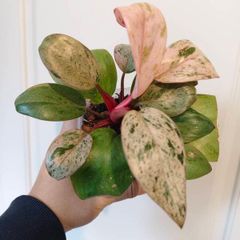 No.2 Philodendron Red Congo Dwarf