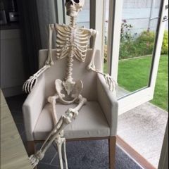 Skeleton posable